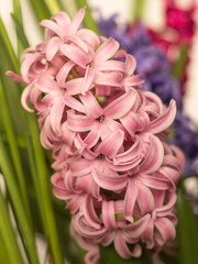 beautiful blooming hyacinth flowers in a city garden.
