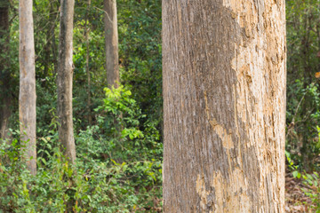 Obraz premium Teak tree in the forest with blurred background