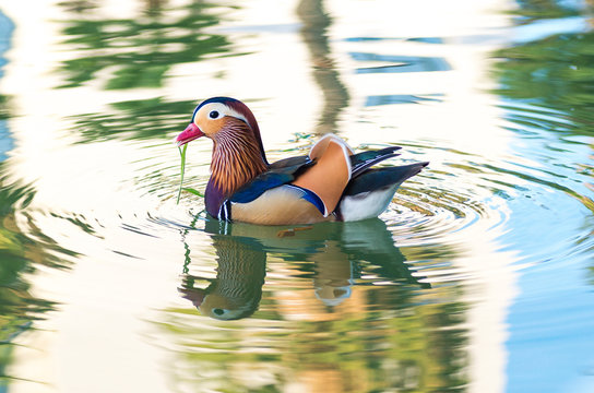 pato mandarin flotando en un lago