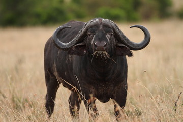 African buffalo, Cape buffalo in the wilderness of Africa
