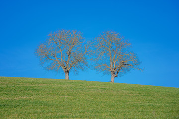 Fototapeta na wymiar Einsame Bäume im Winter