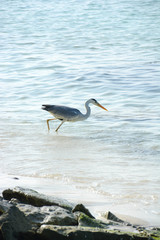grey heron