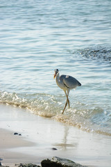 grey heron