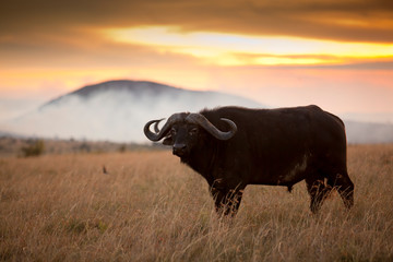 Afrikaanse buffel, Kaapse buffel in de wildernis van Afrika