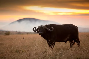 Foto auf Acrylglas Büffel African buffalo, Cape buffalo in the wilderness of Africa