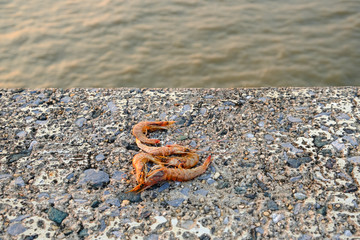 small orange shrimp on rock wall. prepare for fishing in sea. fresh water ocean in thailand