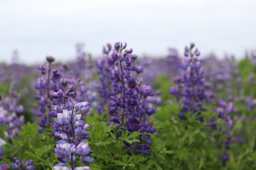 Purple lupins field