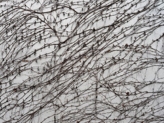 Texture di un muro in cemento con rami di edera
