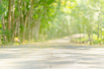  Beautiful light green and green bokeh background. The leaves pass along the road surface and the natural background and trees have soft bokeh and long roads. With copy space