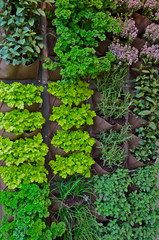 A vertical Herb garden on an urban house terrace