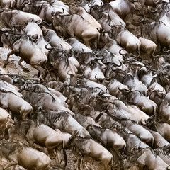 Wildebeest scramble out of the Mara River