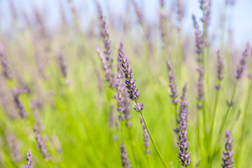 closeup lavender flowers and grass on summer field