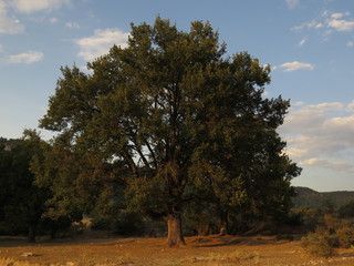 Fototapeta premium árbol