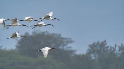 flock of sacred blackheaded ibis threskiornis melanocephalus in flight
