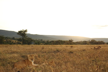 Lioness, female lion portrait in the wilderness of Africa