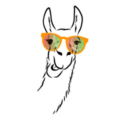 Llama portrait with rainbow glasses 