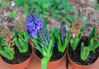 Hyacinths in the garden planted in pots. spring flowers. View from above