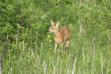 Whitetail fawn in the meadow