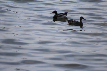 Ducks in Water