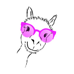 illustration of a alpaca llama in pink glasses 