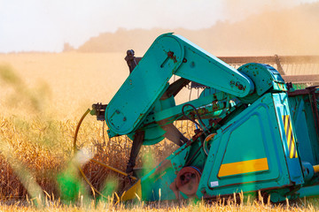 Harvesting in a wheat field combine.
