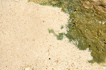 Rock texture and background at the beach
