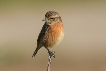 A beautiful female Stonechat, Saxicola rubicola, perching on a plant. It has been hunting for insects to eat. 