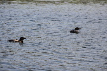 Loons in Blue Water