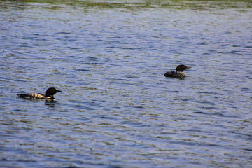 Loons in Blue Minnesota Lake
