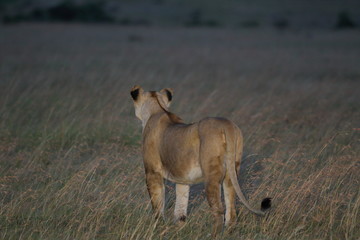 Lioness, female lion portrait in the wilderness of Africa