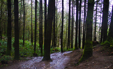 Hiking in Issaquah, WA
