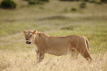 Lioness, female lion portrait in the wilderness of Africa