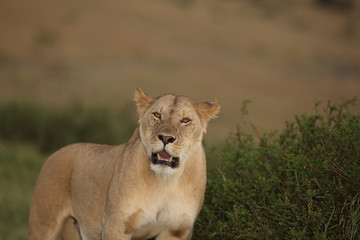 Fototapeta na wymiar Lioness, female lion portrait in the wilderness of Africa