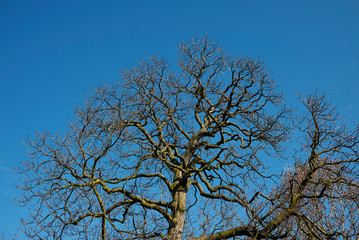 Aesculus hippocastanum