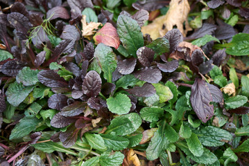  Ajuga reptans Mahogany