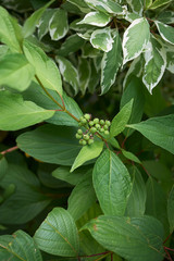 Cornus alba