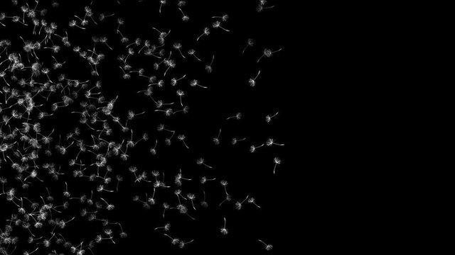 dandelion seed fly in space