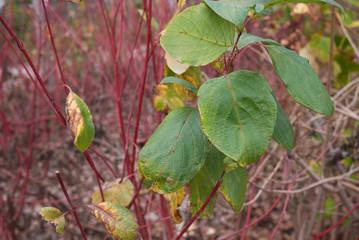 Cornus alba