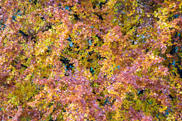 Albero con colori autunnali. Feuillage.