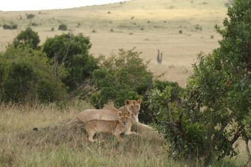 Lion with cubs, lioness with baby lions in the wilderness