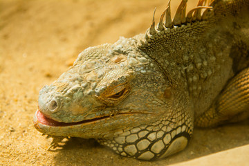 The iguana is sleeping on the sand