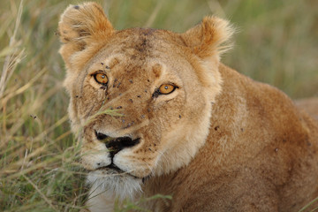 Lioness, female lion portrait in the wilderness of Africa