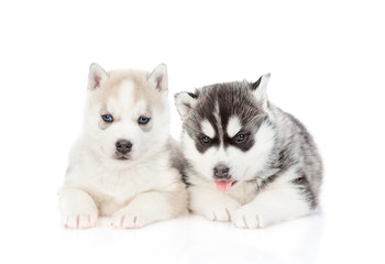 Two puppies of the Siberian Husky breed are sitting next to each other. Isolated on a white background