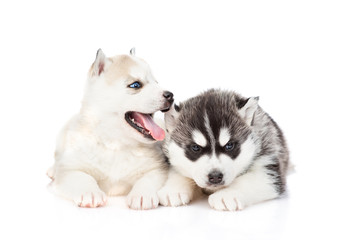 Two puppies of the Siberian Husky breed are sitting next to each other. Isolated on a white background