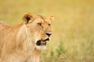 Obraz na płótnie Canvas Lioness, female lion portrait in the wilderness of Africa