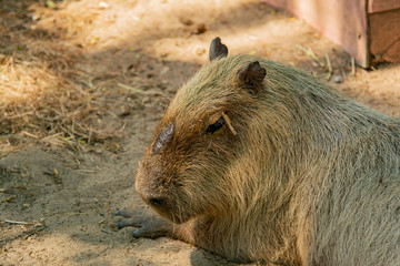 Fototapeta premium Capybara is sleeping under a tree shade
