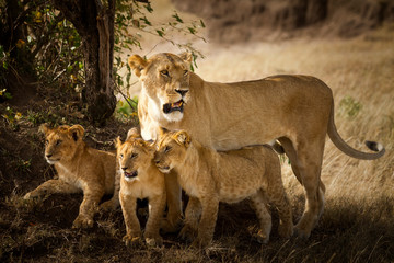 Lion with cubs, lioness with baby lions in the wilderness