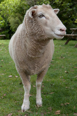Sheep New Zealand. Waiheke Island