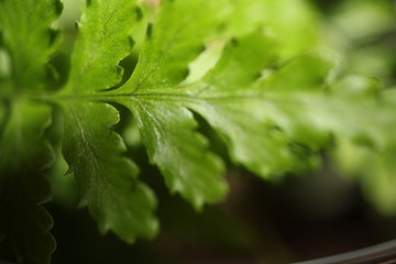 Macro of Green Plant Leaf