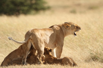 Fototapeta na wymiar Lion with cubs, lioness with baby lions in the wilderness